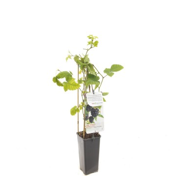 F3636 chester thornless   blad 0