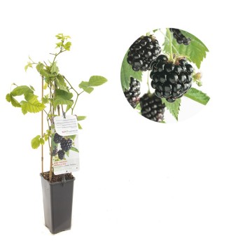 F3636 chester thornless   blad