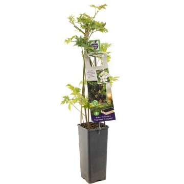 F3641 thornless evergreen   blad 1