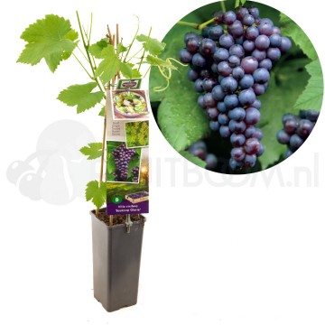 F3649 boskoop glorie 1