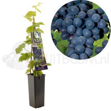 F3652 frankenthaler 1