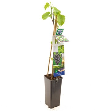 F3658 muscat blue   blad 1