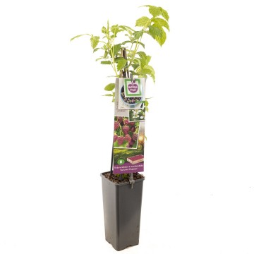 F3665 autumn passion   blad 0