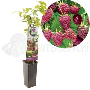 F3665 autumn passion 1