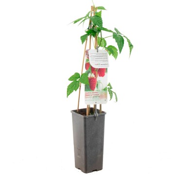 F3667 autumn first   blad