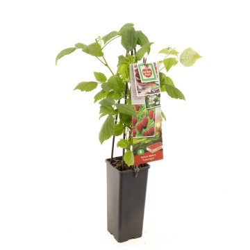 F3668 tulamagic   blad