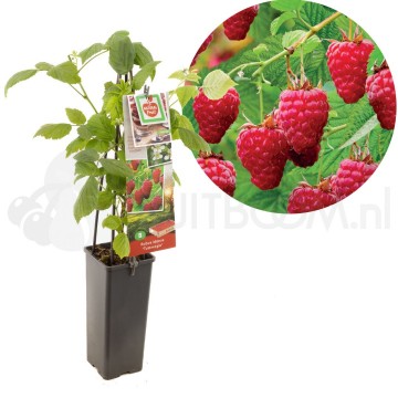 F3668 tulamagic kopieren