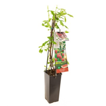 F3677 heritage   blad 1