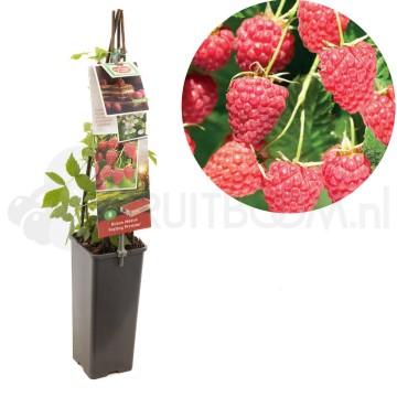 F3678 malling promise 0