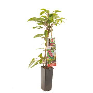 F3690 kens red   blad 1