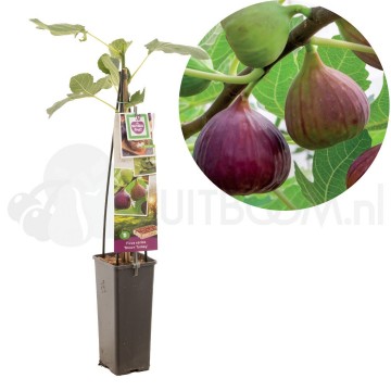 F3697 brown turkey 0