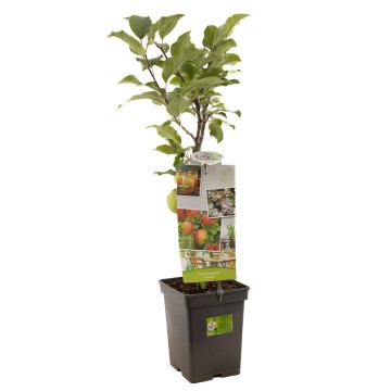 F4104 delcorf   blad 1