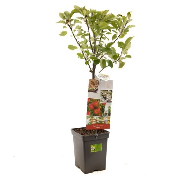 F4106 elstar   blad 0