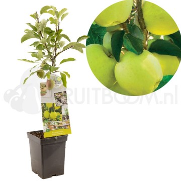 F4109 golden delicious 1