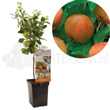 F4110 james grieve 0