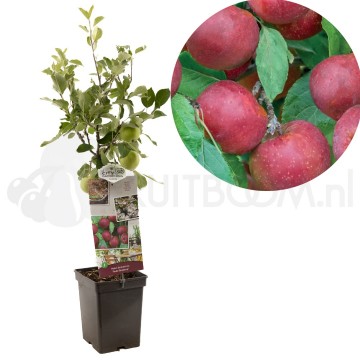 F4112 rode boskoop 0