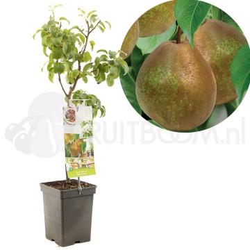 F4201 beurre hardy 1