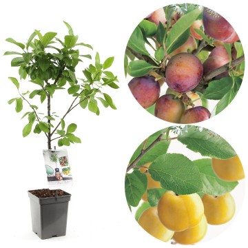 F4300 duo pruim   blad 1