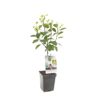 F4303 mirabelle de nancy   blad