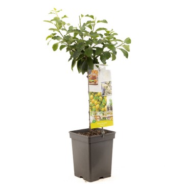 F4309 ontario   blad 1