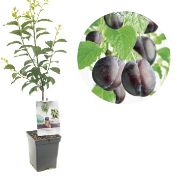 F4313 hauszwetsche   blad