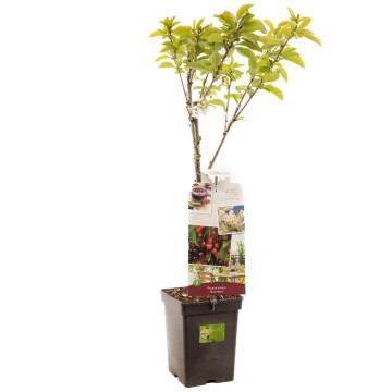 F4400 duo kers   blad 1