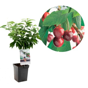 F4402 dubbele meikers   blad 0