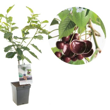 F4403 hedelfinger   blad