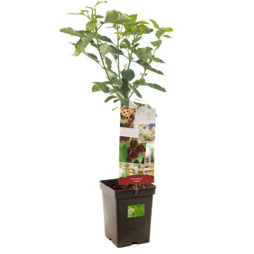 F4405 lapins   blad 1