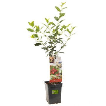 F4407 morel   blad 1