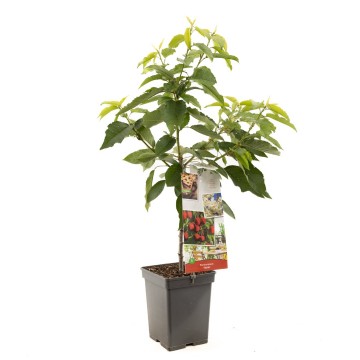 F4409 stella   blad 1