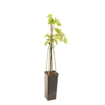 F5662 lakemont   blad   no etiket