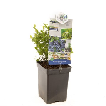 F6631 alvar   blad 0