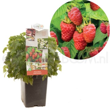 F6670 sweet sunshine