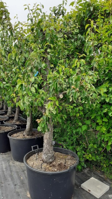 Oude perenboom 30 jaar