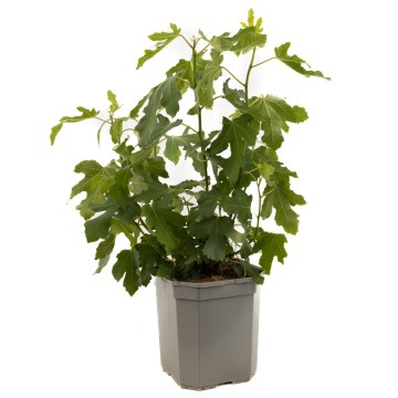 P1696 twotimer   blad   no etiket