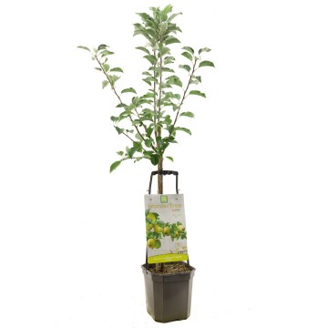 W1109 glory of kapelle   blad