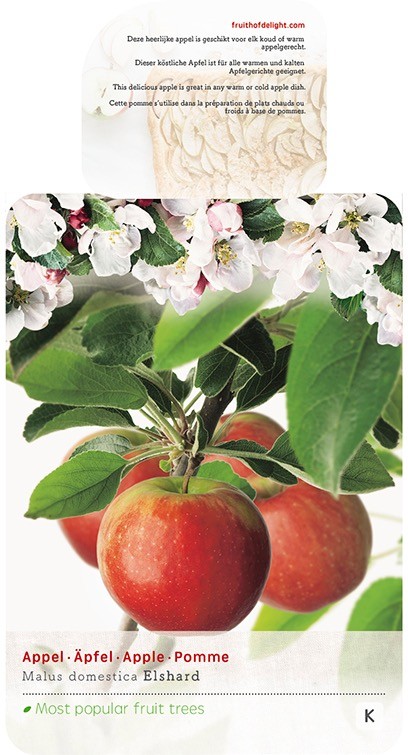 Apple Malus domestica 'Elshard' in a 24cm Pot
